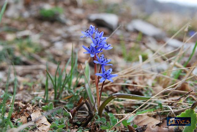 scilla bifolia.JPG